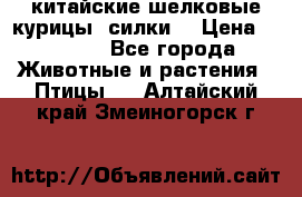 китайские шелковые курицы (силки) › Цена ­ 2 500 - Все города Животные и растения » Птицы   . Алтайский край,Змеиногорск г.